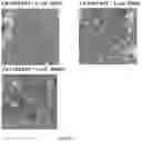 Fig. 13 - Composition for use in the treatment of intestinal alterations