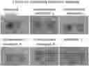 Fig. 01 - COMPOSITION FOR PREVENTING OR TREATING GASTRITIS OR PEPTIC ULCER