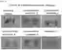 Fig. 02 - COMPOSITION FOR PREVENTING OR TREATING GASTRITIS OR PEPTIC ULCER