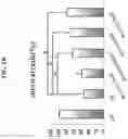 Fig. 03 - METHODS AND COMPOSITIONS FOR PREVENTING OR TREATING OPHTHALMIC CONDITIONS