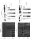 Fig. 07 - METHODS AND COMPOSITIONS FOR PREVENTING OR TREATING OPHTHALMIC CONDITIONS