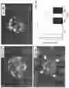 Fig. 29 - METHODS AND COMPOSITIONS FOR PREVENTING OR TREATING OPHTHALMIC CONDITIONS