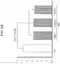 Fig. 32 - METHODS AND COMPOSITIONS FOR PREVENTING OR TREATING OPHTHALMIC CONDITIONS