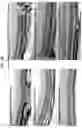 Fig. 34 - METHODS AND COMPOSITIONS FOR PREVENTING OR TREATING OPHTHALMIC CONDITIONS