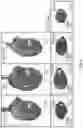 Fig. 05 - COMPOSITIONS AND METHODS FOR TREATING HEART FAILURE