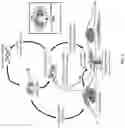 Fig. 02 - Use of vimentin in the modulation of acute inflammation and thrombosis
