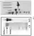 Fig. 03 - Use of vimentin in the modulation of acute inflammation and thrombosis