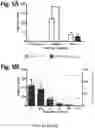 Fig. 06 - Use of vimentin in the modulation of acute inflammation and thrombosis