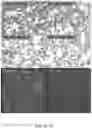 Fig. 10 - Use of vimentin in the modulation of acute inflammation and thrombosis