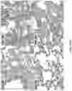 Fig. 11 - Use of vimentin in the modulation of acute inflammation and thrombosis