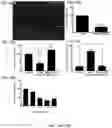 Fig. 17 - Use of vimentin in the modulation of acute inflammation and thrombosis