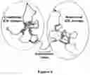 Fig. 09 - Neuroprotective agents derived from spider venom peptides
