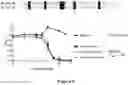 Fig. 10 - Neuroprotective agents derived from spider venom peptides