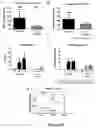 Fig. 17 - Neuroprotective agents derived from spider venom peptides