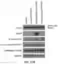 Fig. 33 - Restoration of tumor suppression using MRNA-based delivery system
