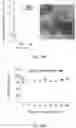 Fig. 37 - Restoration of tumor suppression using MRNA-based delivery system