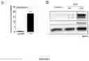 Fig. 02 - METHODS AND COMPOSITIONS FOR MODULATING THE IMMUNE SYSTEM WITH ARGINASE I