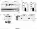 Fig. 05 - METHODS AND COMPOSITIONS FOR MODULATING THE IMMUNE SYSTEM WITH ARGINASE I