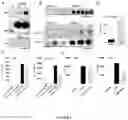 Fig. 06 - METHODS AND COMPOSITIONS FOR MODULATING THE IMMUNE SYSTEM WITH ARGINASE I