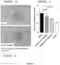 Fig. 11 - METHODS AND COMPOSITIONS FOR MODULATING THE IMMUNE SYSTEM WITH ARGINASE I