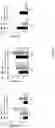 Fig. 12 - METHODS AND COMPOSITIONS FOR MODULATING THE IMMUNE SYSTEM WITH ARGINASE I