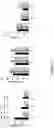 Fig. 13 - METHODS AND COMPOSITIONS FOR MODULATING THE IMMUNE SYSTEM WITH ARGINASE I