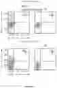 Fig. 15 - METHODS AND COMPOSITIONS FOR MODULATING THE IMMUNE SYSTEM WITH ARGINASE I