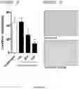 Fig. 28 - METHODS AND COMPOSITIONS FOR MODULATING THE IMMUNE SYSTEM WITH ARGINASE I