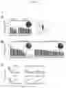 Fig. 05 - Identification of immunologically protective neo-epitopes for the treatment of cancers