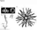Fig. 03 - SELF-ASSEMBLING PROTEIN NANOPARTICLES ENCAPSULATING IMMUNOSTIMULATORY NUCLEID ACIDS