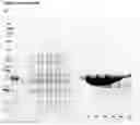 Fig. 07 - SELF-ASSEMBLING PROTEIN NANOPARTICLES ENCAPSULATING IMMUNOSTIMULATORY NUCLEID ACIDS