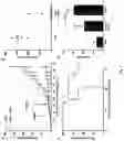 Fig. 08 - IMMUNOGENIC COMPOSITION COMPRISING SURVIVIN PEPTIDES