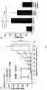 Fig. 12 - IMMUNOGENIC COMPOSITION COMPRISING SURVIVIN PEPTIDES