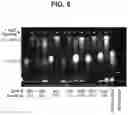 Fig. 07 - compositions and methods thereof