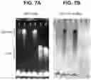 Fig. 08 - compositions and methods thereof
