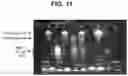 Fig. 16 - compositions and methods thereof