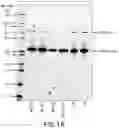 Fig. 02 - Polysaccharide-protein conjugates utilizing diphtheria toxin fragment B as a carrier