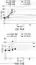 Fig. 14 - Polysaccharide-protein conjugates utilizing diphtheria toxin fragment B as a carrier