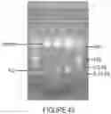 Fig. 44 - Influenza virus mutants and uses therefor