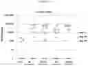 Fig. 56 - Influenza virus mutants and uses therefor