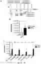 Fig. 03 - Newcastle disease viruses and uses thereof