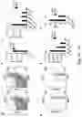 Fig. 19 - Newcastle disease viruses and uses thereof