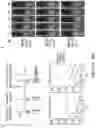 Fig. 23 - Newcastle disease viruses and uses thereof