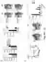 Fig. 24 - Newcastle disease viruses and uses thereof