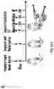 Fig. 28 - Newcastle disease viruses and uses thereof