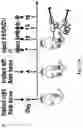 Fig. 31 - Newcastle disease viruses and uses thereof