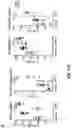Fig. 37 - Newcastle disease viruses and uses thereof