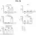 Fig. 48 - Newcastle disease viruses and uses thereof