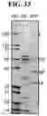 Fig. 53 - Newcastle disease viruses and uses thereof