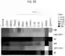 Fig. 61 - Newcastle disease viruses and uses thereof